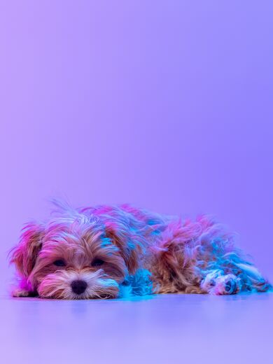 Ein traurig aussehender Hund liegt auf dem Boden vor einem lila Hintergrund