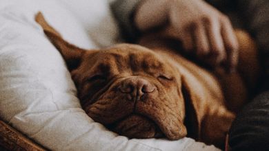 Schlafender Hund Ein Hund schläft auf einem Sessel.