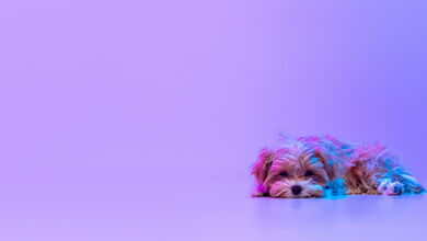 Ein traurig aussehender Hund liegt auf dem Boden vor einem lila Hintergrund