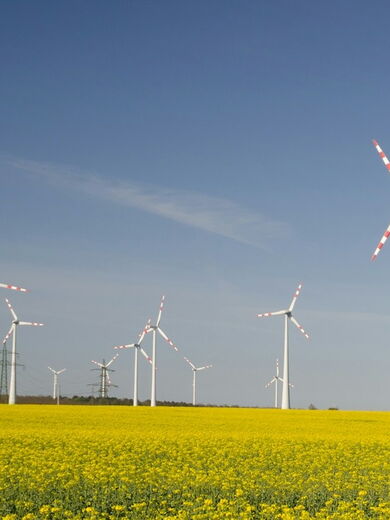 Windräder auf einer Wiese mit gelben Blumen