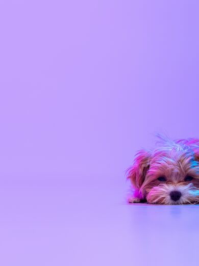 Ein traurig aussehender Hund liegt auf dem Boden vor einem lila Hintergrund