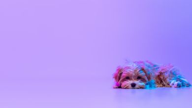 Ein traurig aussehender Hund liegt auf dem Boden vor einem lila Hintergrund